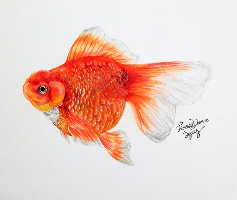 Study of a Goldfish